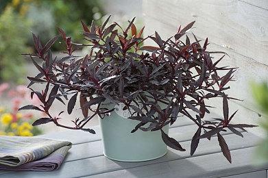 《流放之路》新实机预告 降临版本即将登陆WeGame