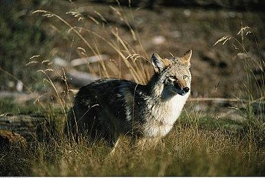 《鬼灭之刃：火神血风谭》新系统情报 战斗模式透露